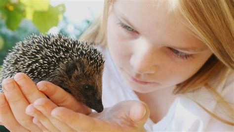 Exploring the Distinctive Physical Attributes of Hedgehogs