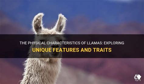 Exploring the Distinctive Physical Characteristics of Llamas