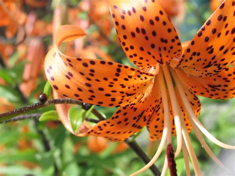 Exploring the Diverse Varieties of Tiger Lilies