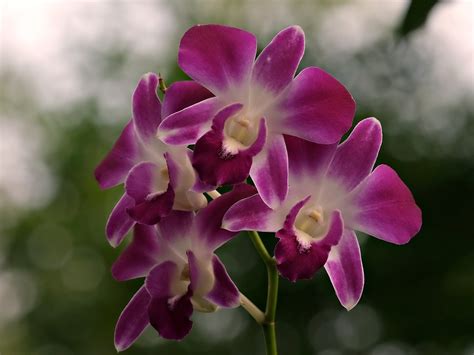 Exploring the Diverse World of Orchids: Understanding the Distinctive Traits of Each Species