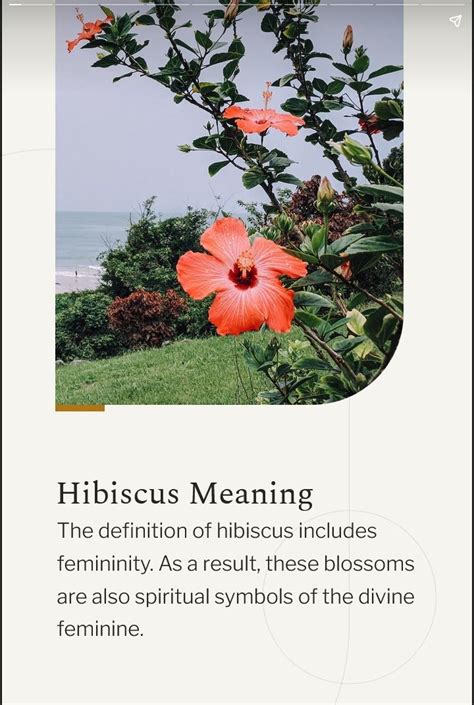 Exploring the Dreamworld: Unveiling the Hidden Meanings of Luscious Hibiscus