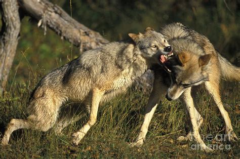 Exploring the Dynamics of Dominance in Wolf Encounters