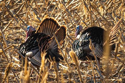 Exploring the Dynamics of Turkeys in the Canopy