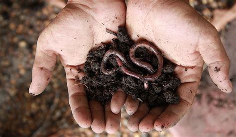 Exploring the Ecological Significance of Tree Worms