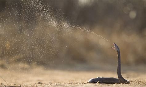 Exploring the Ecological and Behavioral Diversity of Spitting Cobras Worldwide