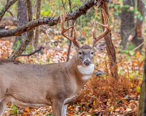 Exploring the Economic Value of Alabama Deer