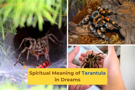 Exploring the Emotional Impact of Encountering a Tarantula in Your Dreams