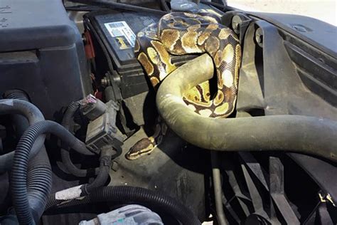 Exploring the Emotional Journey of Snake Encounters inside Vehicles