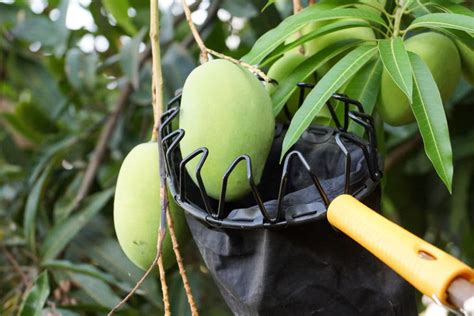 Exploring the Emotional Resonance of Harvesting Youthful Mangoes