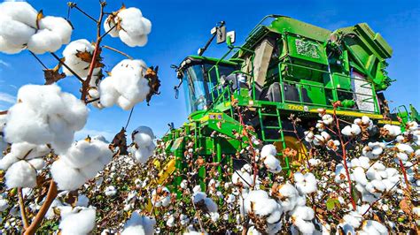 Exploring the Emotional Significance of Cotton Harvesting