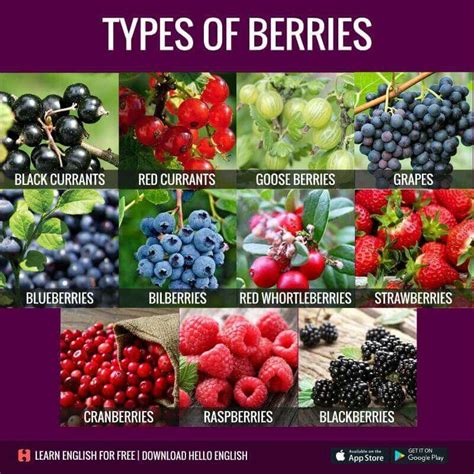 Exploring the Emotional Significance of Luscious Berries