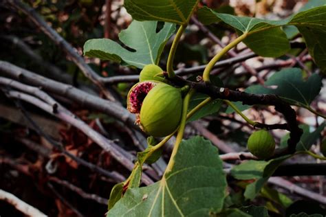 Exploring the Emotional and Cognitive Significance of Fig Dreams