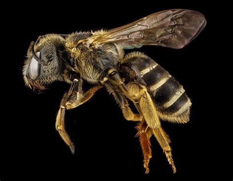 Exploring the Emotions Associated with Bee Stings in Dreams