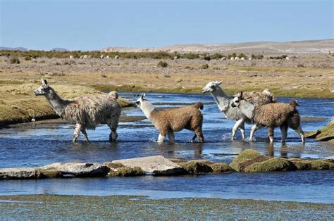 Exploring the Enchanting Behavior and Social Structure of Llamas