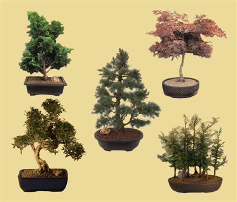 Exploring the Enchanting World of Bonsai Trees