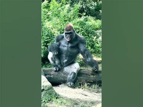 Exploring the Enchanting World of Gorillas