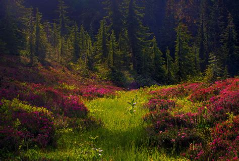 Exploring the Enchantment of Verdant Meadows: A Breakaway from Urban Wilderness