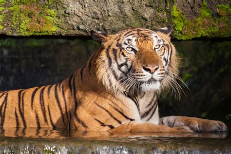 Exploring the Endangered World of Tigers