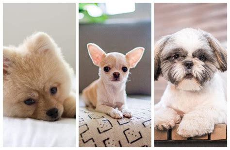 Exploring the Endearing Qualities of Small Canine Companions