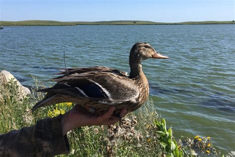 Exploring the Enigma: Scientific Study on the Migration Patterns of Majestic Waterfowl