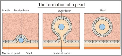 Exploring the Enigma of Pearl Formation