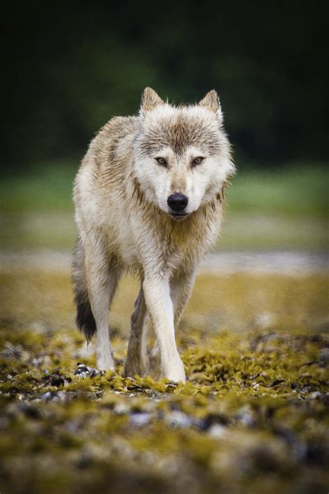 Exploring the Enigma of Wolf Communication