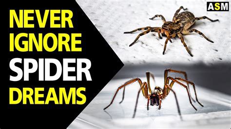 Exploring the Enigmatic Essence of Concealed Arachnids