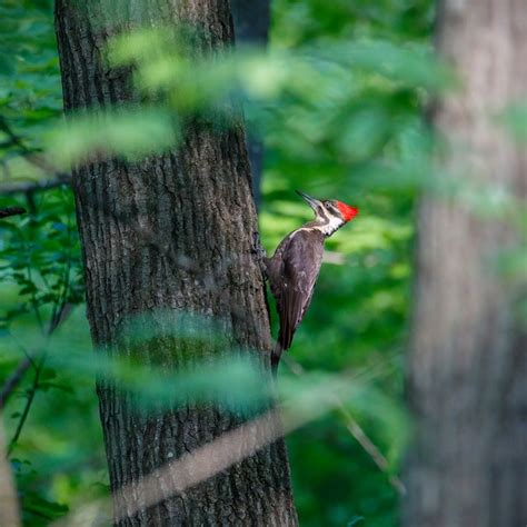 Exploring the Enigmatic Interpretations of a Teeny Ivory Avian