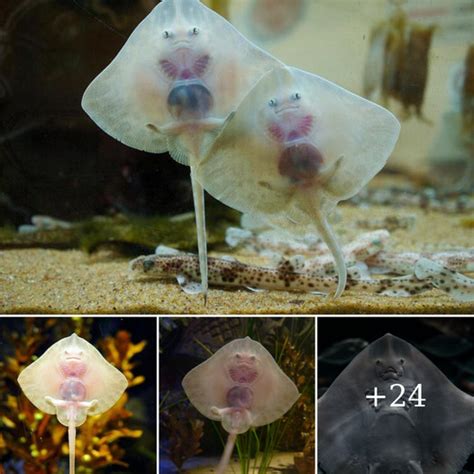 Exploring the Enigmatic Lives of Stingrays