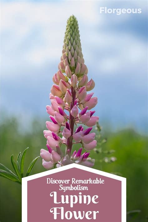 Exploring the Enigmatic Messages of Lupine Slumber