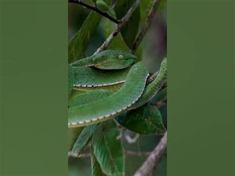 Exploring the Enigmatic Realm of Pit Vipers