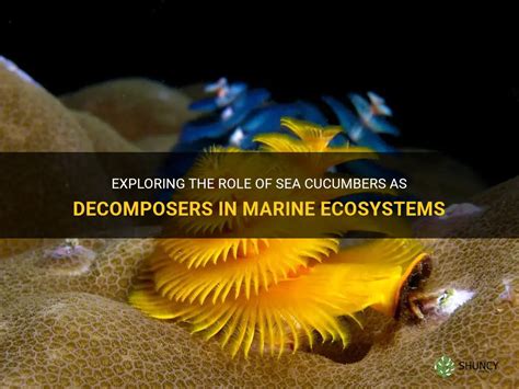 Exploring the Enigmatic Sea Cucumbers: Guardians of Marine Ecosystems