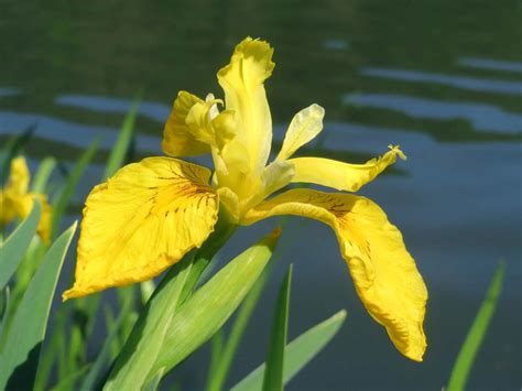 Exploring the Enigmatic Significance of Emerald Irises