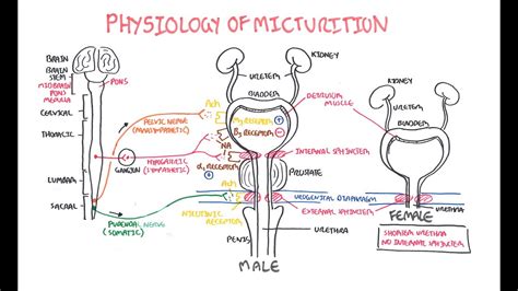 Exploring the Enigmatic Symbolism of Micturition