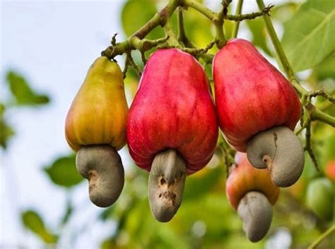 Exploring the Enthralling History of Cashew Cultivation