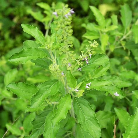 Exploring the Essence of the Sacred Basil Plant