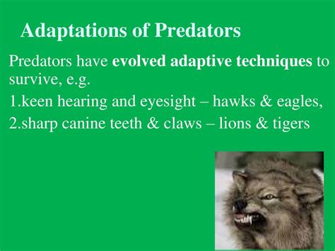 Exploring the Evolution and Adaptation of the Petite Canine Predator