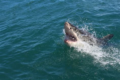 Exploring the Evolutionary Significance of Dreams Portraying a Shark Soaring Above the Surface