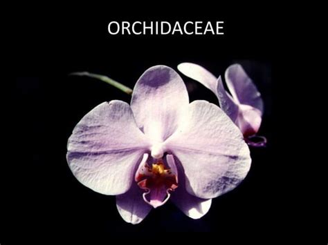 Exploring the Fascinating Array of Orchid Species: A Kaleidoscope of Hues and Forms