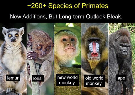 Exploring the Fascinating Diversity of Primate Species