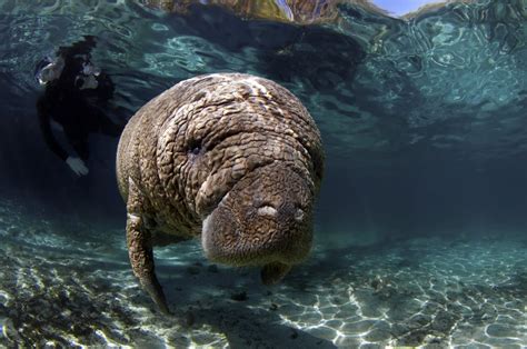 Exploring the Fascinating Life of Enigmatic Manatees