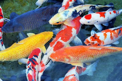 Exploring the Fascinating Realm of Koi Fish Breeding and Genetics