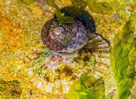 Exploring the Fascinating Significances Behind Gastropods Arising from the Nostrils