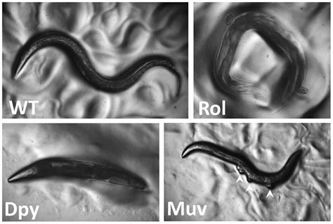 Exploring the Fascinating Universe of C. elegans' Sleep Patterns