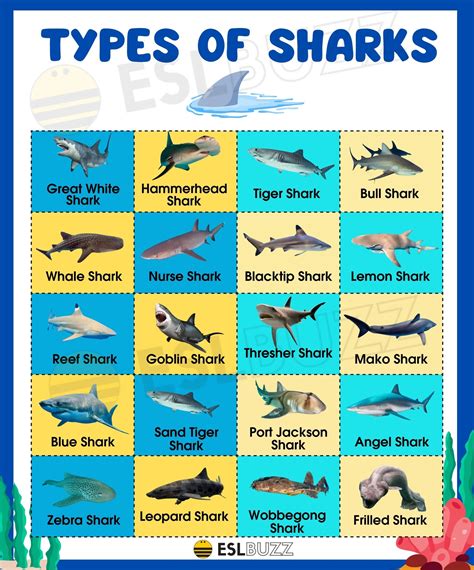 Exploring the Fascinating Variety of Shark Species