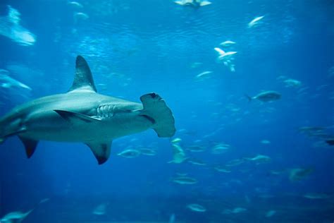 Exploring the Fascinating World Below: Discovering Shark Habitats