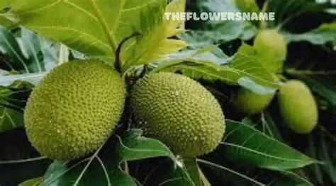 Exploring the Fascinating World of Breadfruit Trees