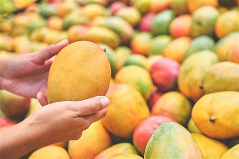 Exploring the Fascinating World of Exquisite Mango Varieties