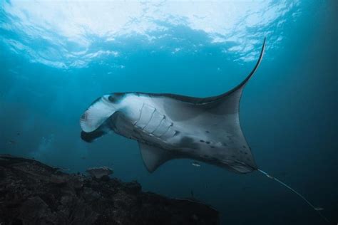 Exploring the Fascinating World of Manta Rays