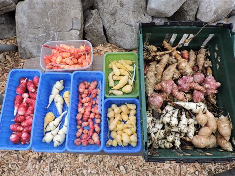 Exploring the Fascination of Uprooting Edible Tubers